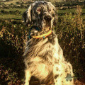 Setter Anglais REGAS OSCAR DOG TRAINING